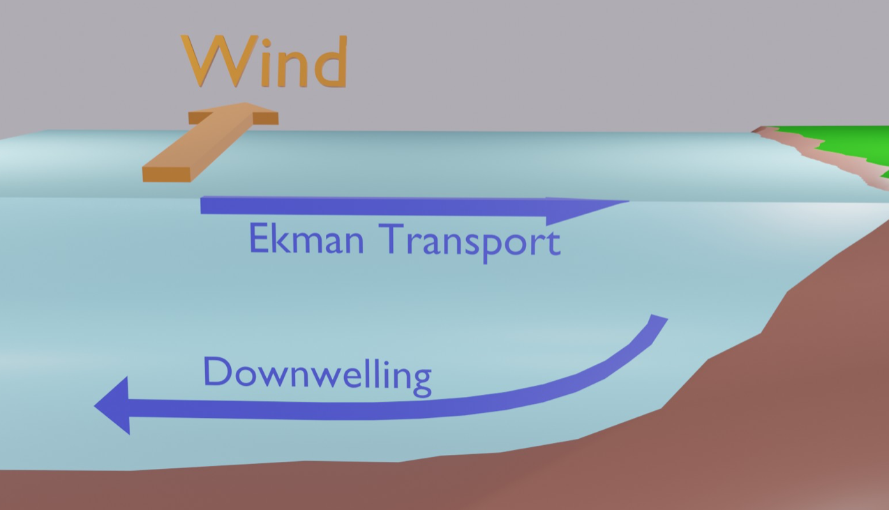 Coastal downwelling