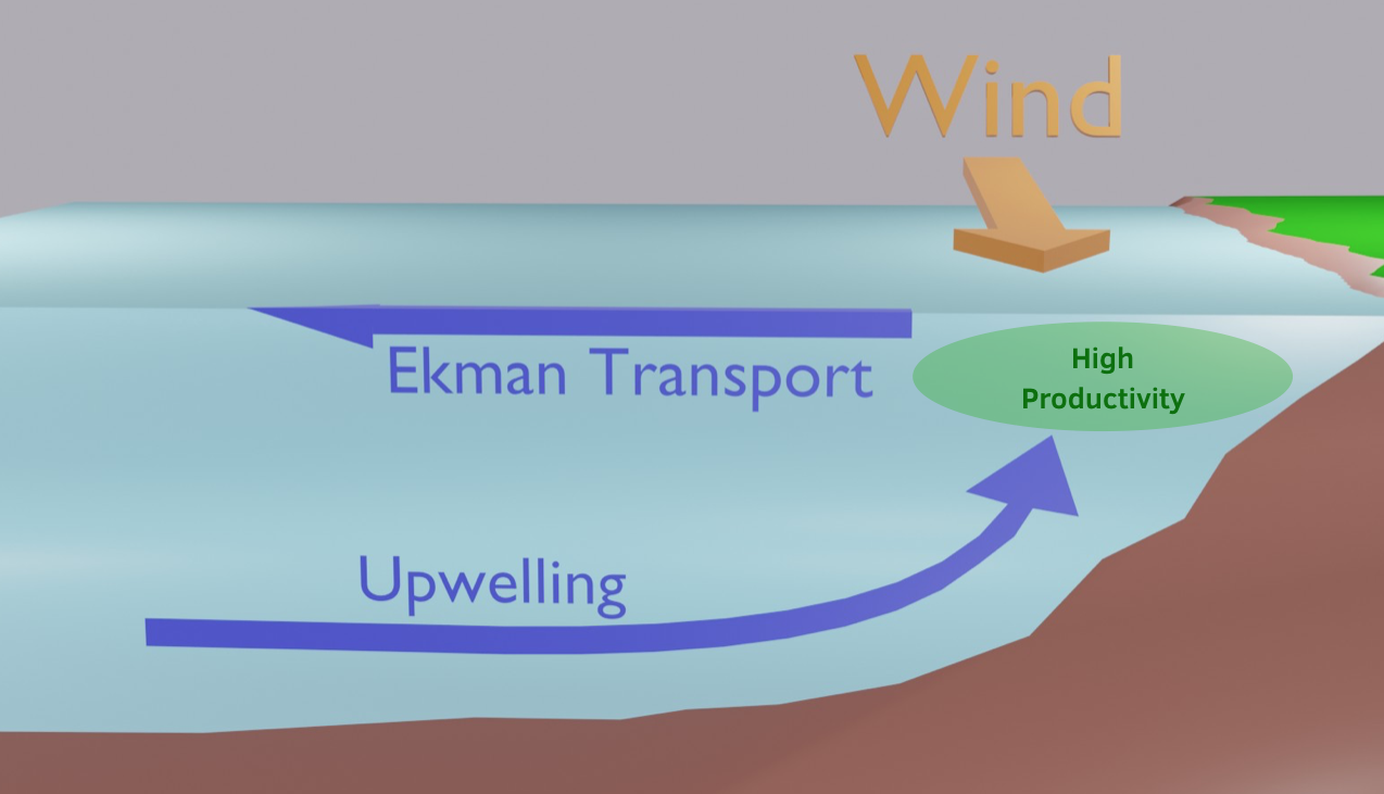 Coastal upwelling