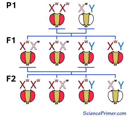 First three generations of the first reciprocal cross