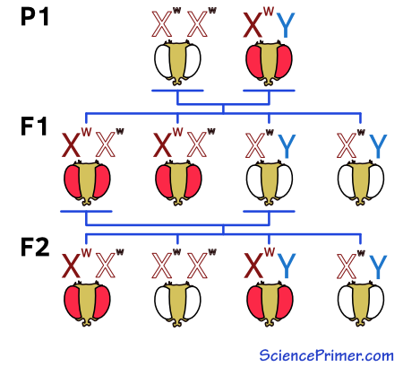 First three generations of the second reciprocal cross