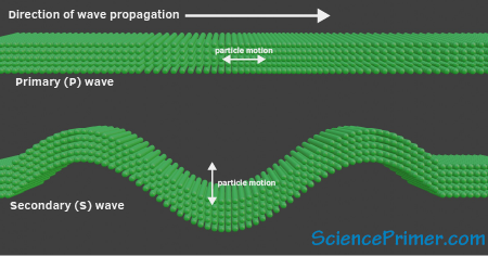 Particle motion in P and S waves
