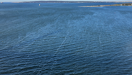 Windrows visible on a windy day.