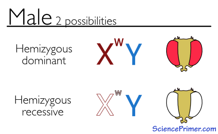 Two allele combinations possible in males.