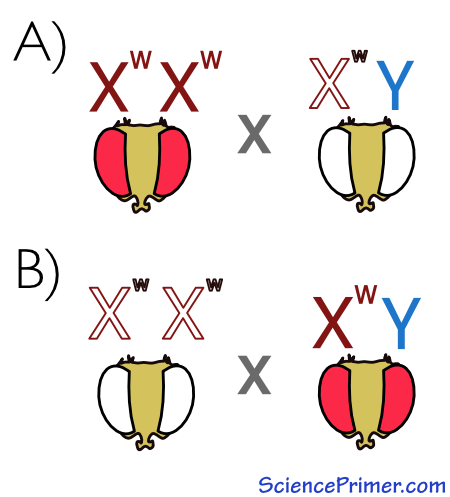 Two reciprocal crosses are possible